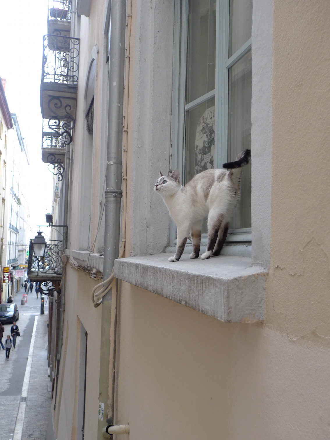 Un chat blanc se tenant à l'extérieur d'une fenêtre en centre ville